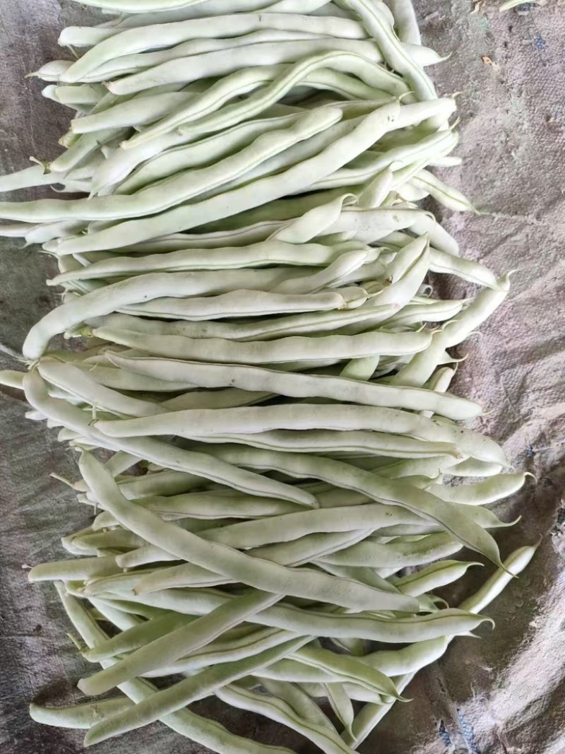 精品白不老豆辽宁产地大量供应，一手货源欢迎咨询