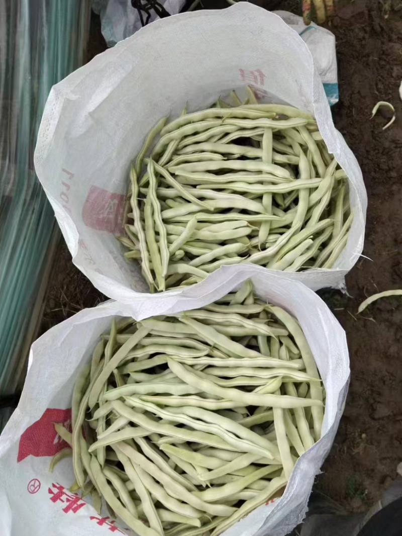 精品白不老豆辽宁产地大量供应，一手货源欢迎咨询