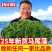 【工厂直销】新鲜马尾藻盐渍鞭炮笋火锅餐饮食材5斤装