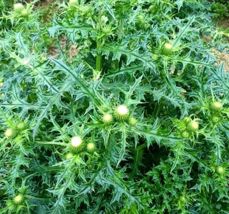 云南红河州大蓟种植基地大量上市