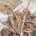 云南红河州大蓟种植基地大量上市