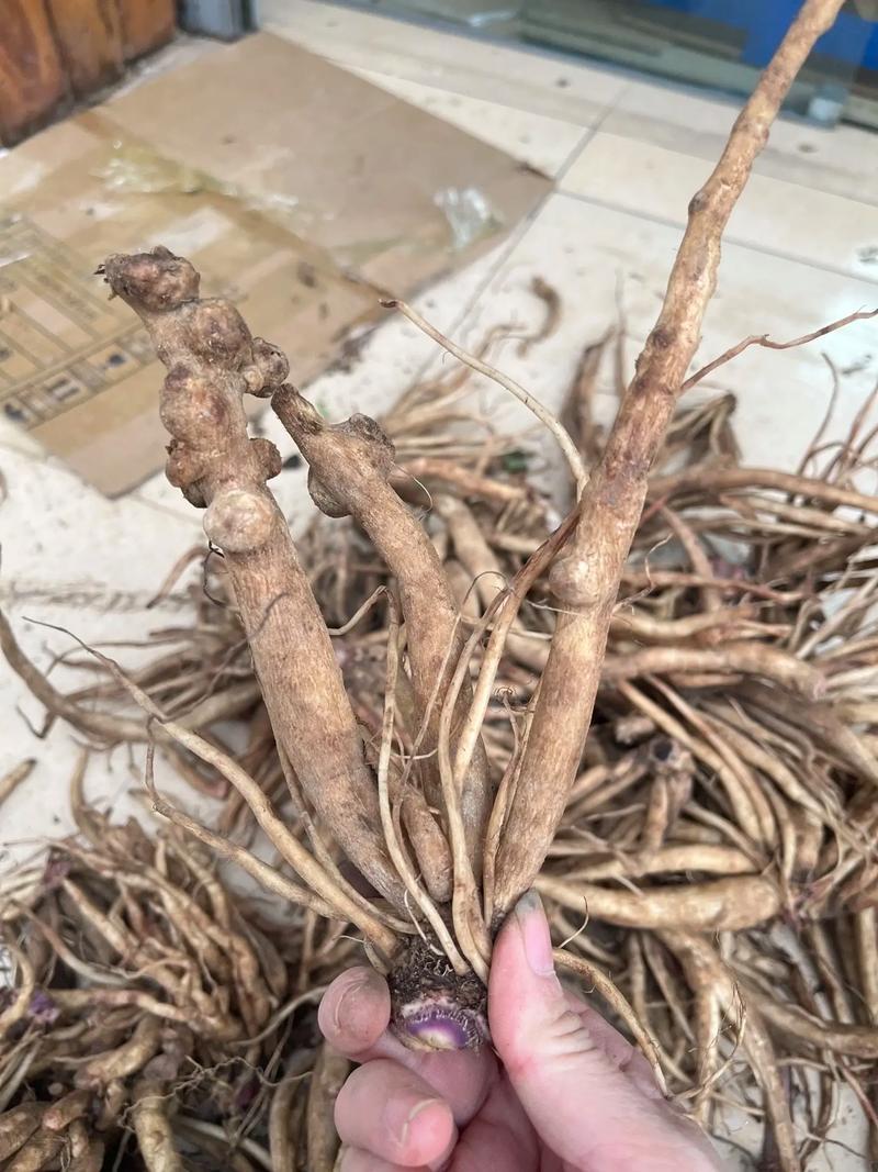 云南红河州大蓟种植基地大量上市