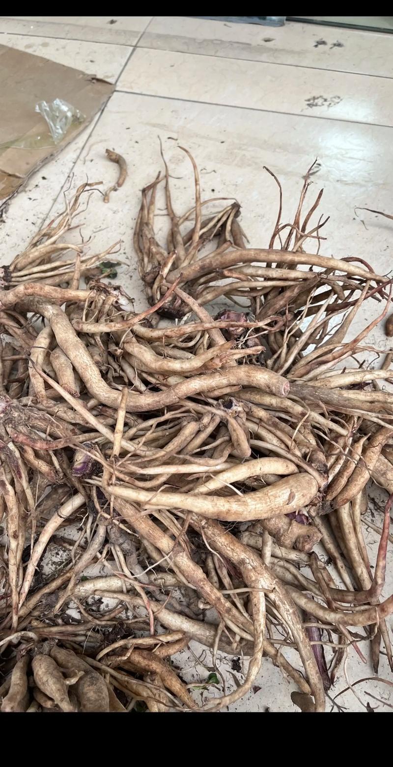 云南红河州大蓟种植基地大量上市
