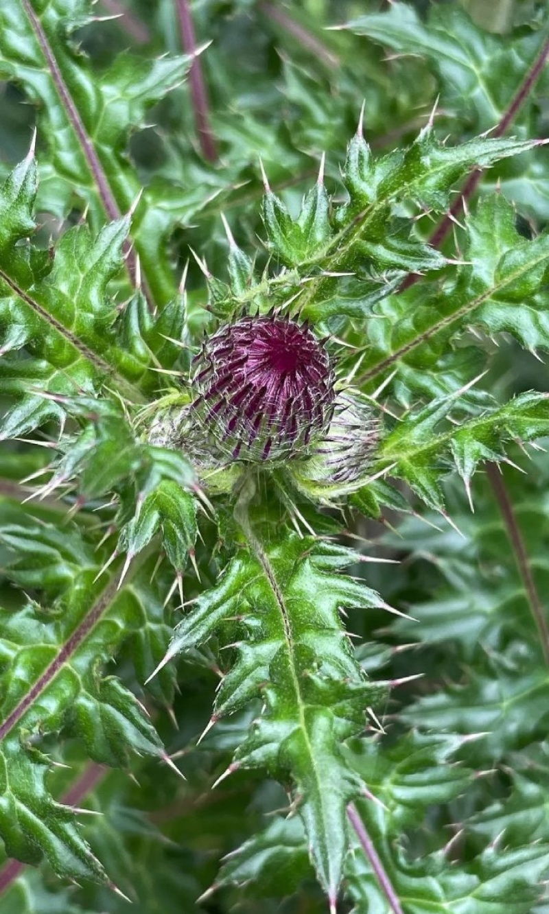云南红河州大蓟种植基地大量上市