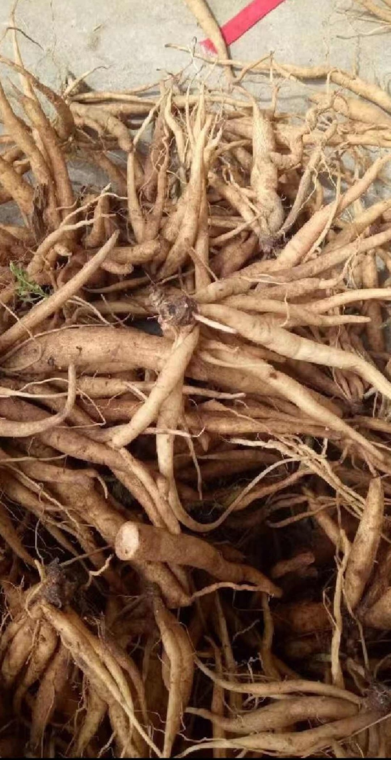 云南红河州大蓟种植基地大量上市