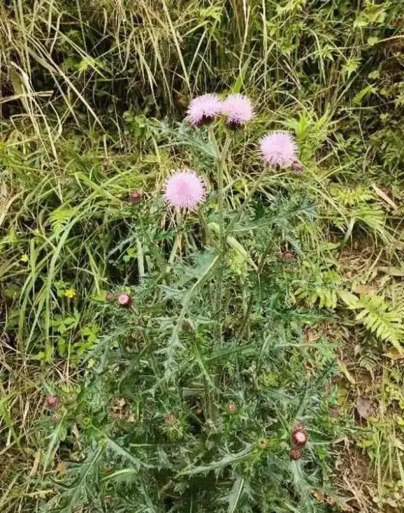 云南红河州大蓟种植基地大量上市