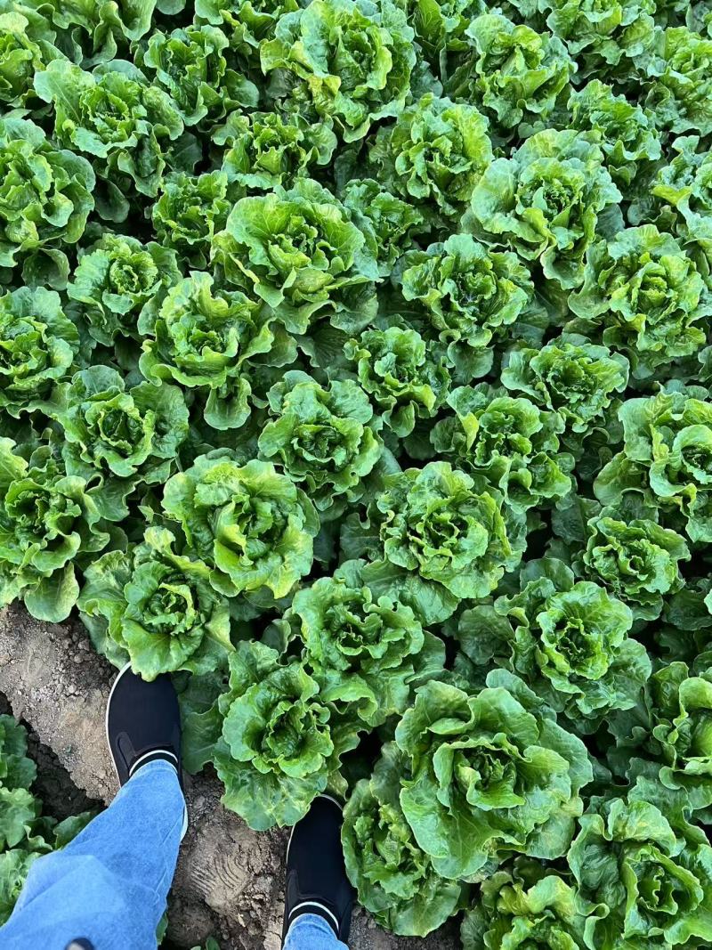 精品意大利生菜，价格低，质量有保证！