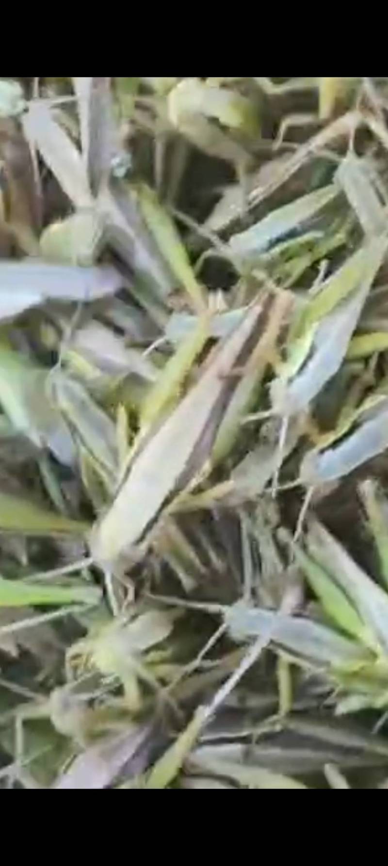 天然养殖蝗虫，高蛋白低脂肪，营养美味！