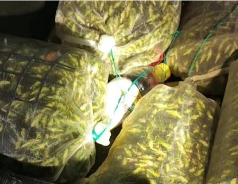 天然养殖蝗虫，高蛋白低脂肪，营养美味！