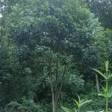 桂花树三到四米长（白色桂花）