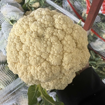河南开封通许有机花菜