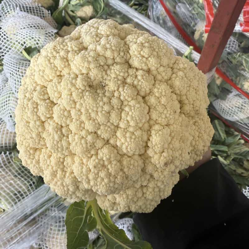 河南开封通许有机花菜