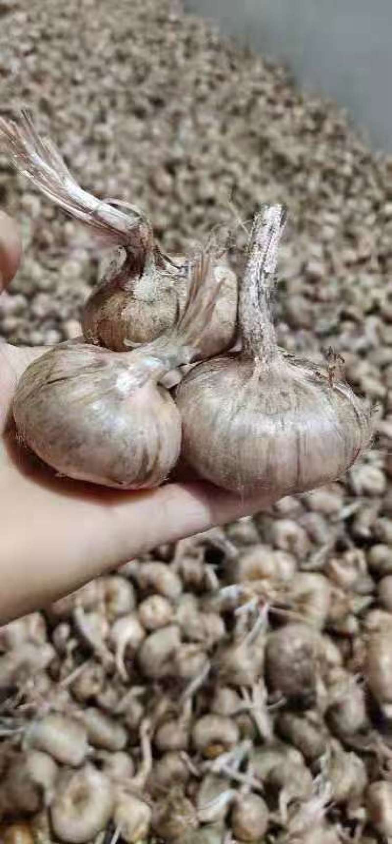 藏红花种苗是绿化苗观赏花苗非常好看香味十足