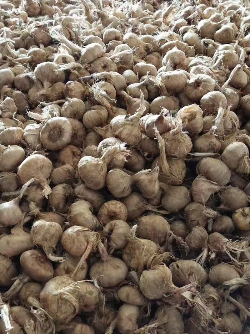 藏红花种苗是绿化苗观赏花苗非常好看香味十足