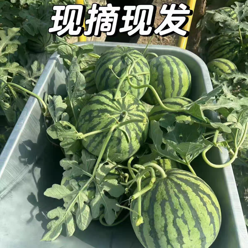 【推荐】陕西《甜王西瓜》产地直发一手货源提供一条龙服务
