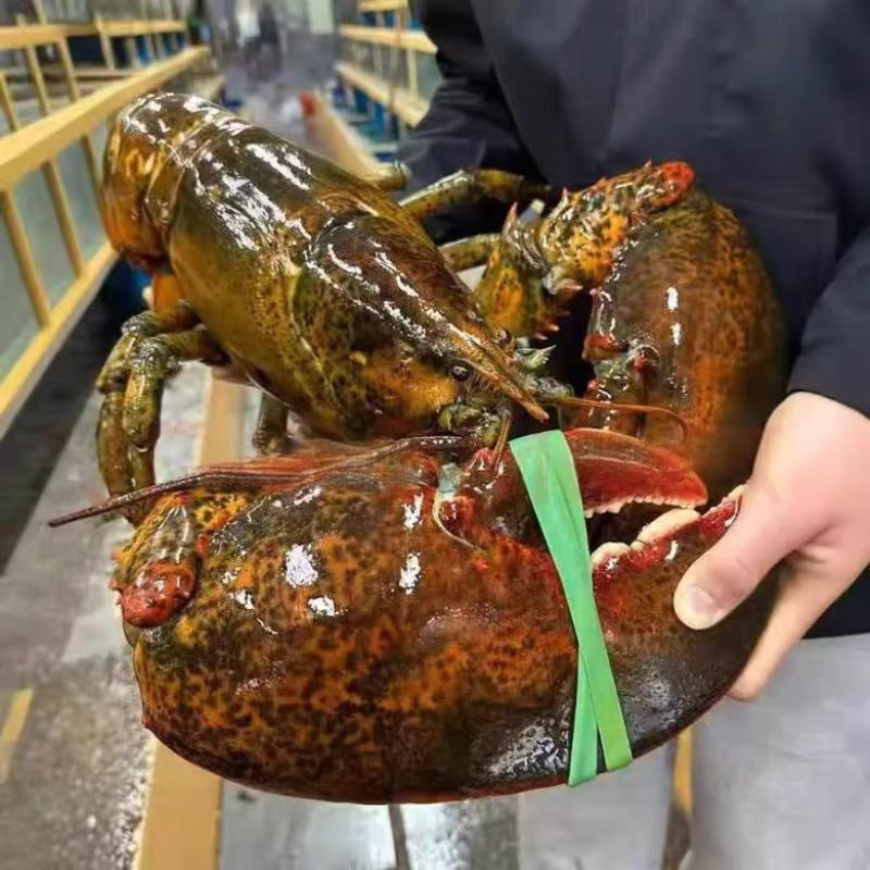 冷冻波士顿龙虾波龙生冻波龙肉质鲜嫩饱满产地直发