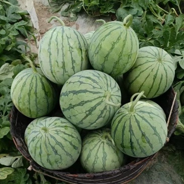 有大量蜜童，美都，无籽西瓜