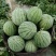 有大量蜜童，美都，无籽西瓜