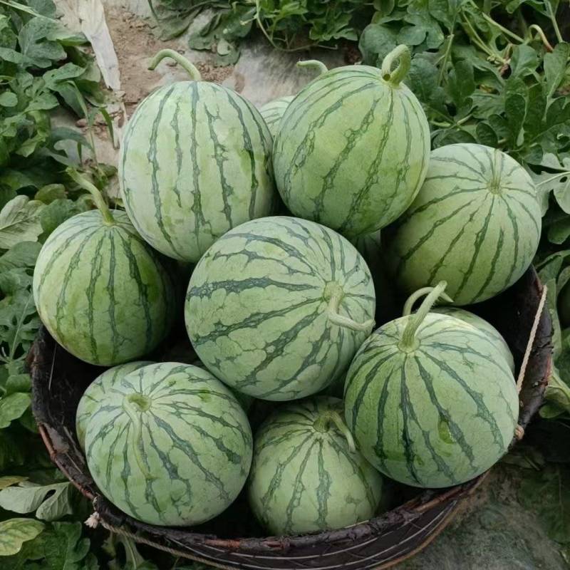 有大量蜜童，美都，无籽西瓜