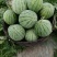 有大量蜜童，美都，无籽西瓜