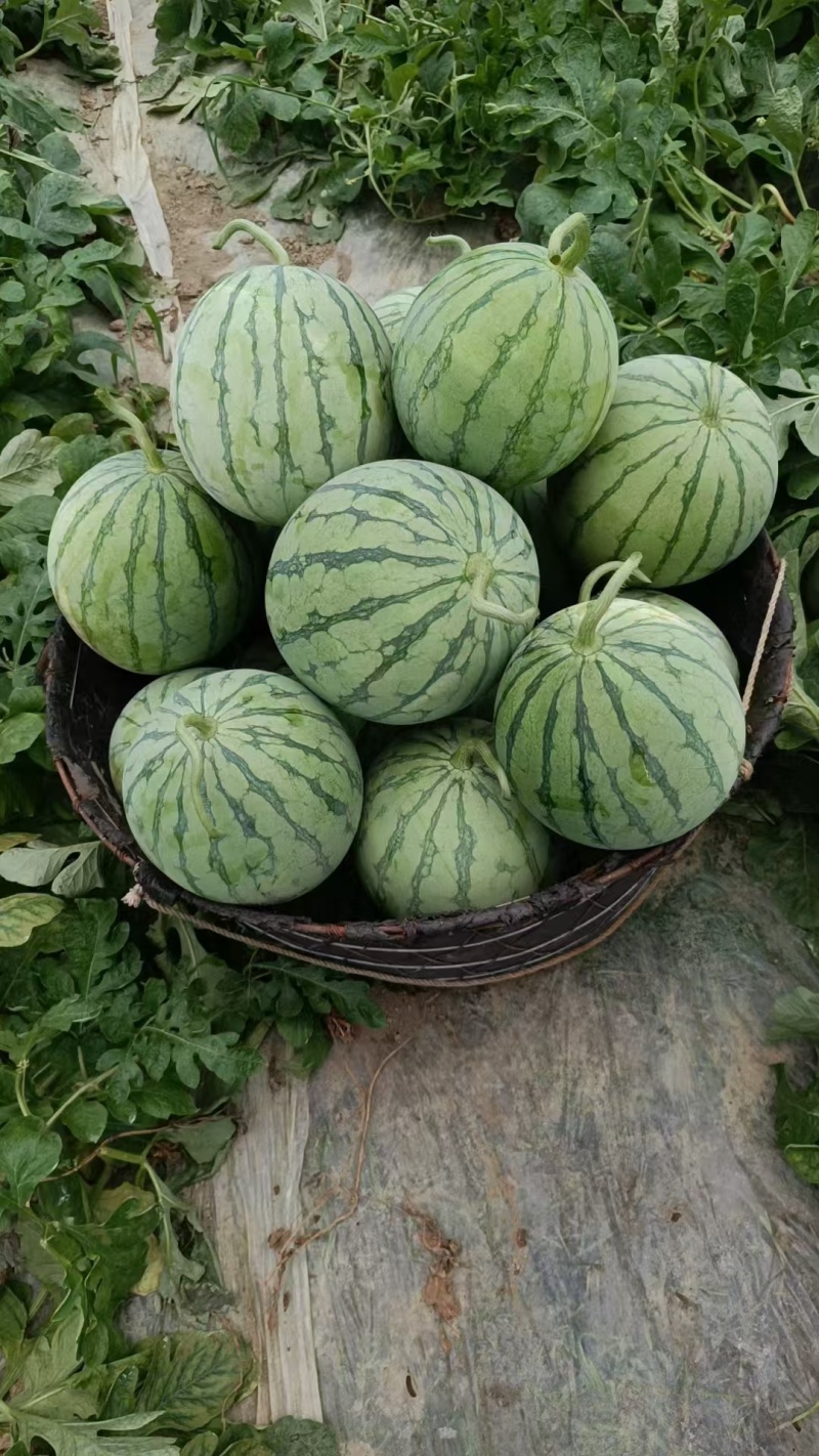 有大量蜜童，美都，无籽西瓜