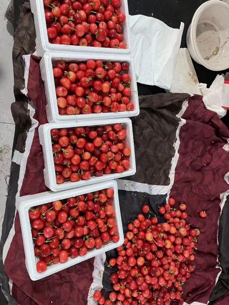 【精选】山东美早大樱桃脆甜多汁品质保证自家基地量大从