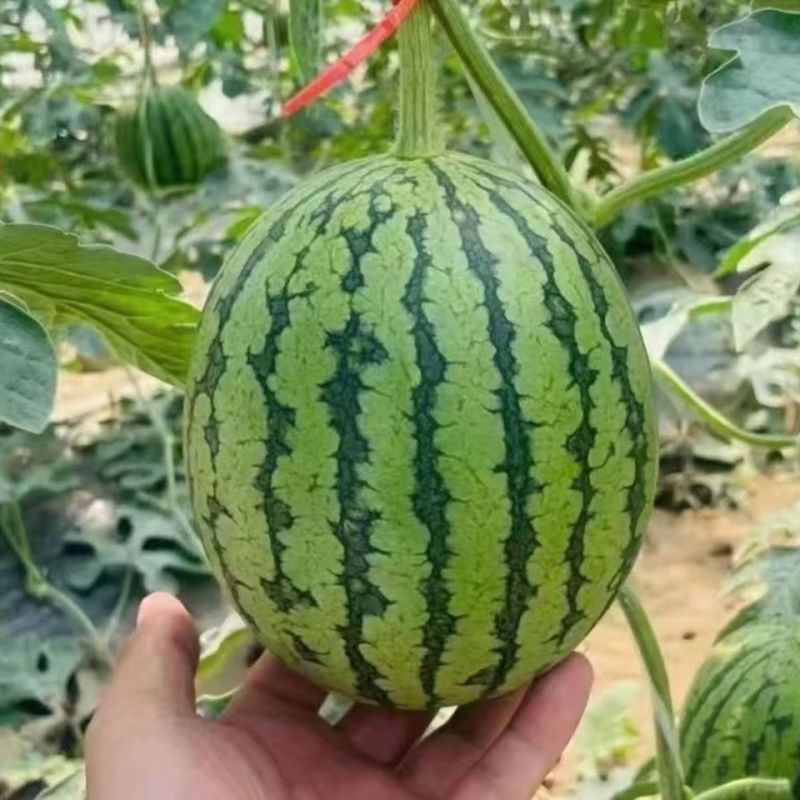 【推荐】陕西938吊兰西瓜小糖丸基地直发品质保证
