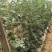 【推荐】陕西938吊兰西瓜小糖丸基地直发品质保证