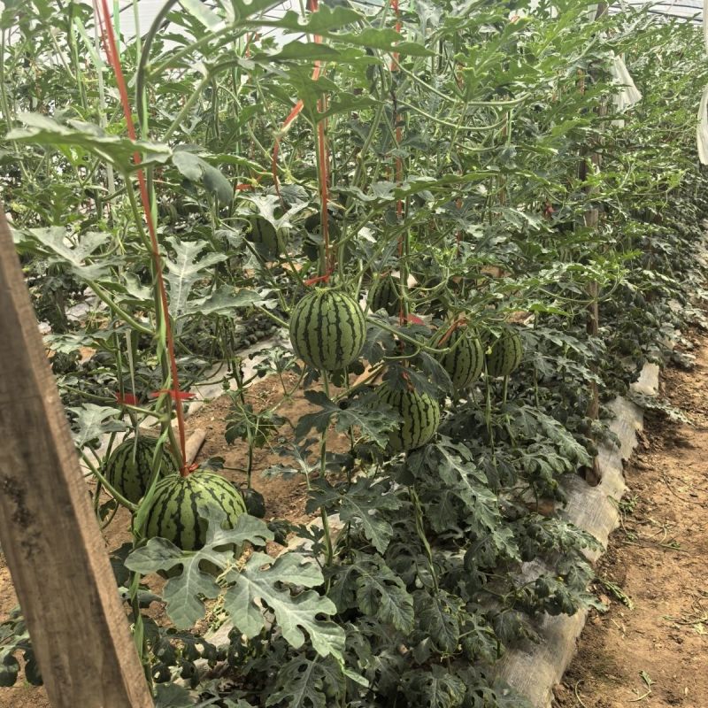 【推荐】陕西938吊兰西瓜小糖丸基地直发品质保证
