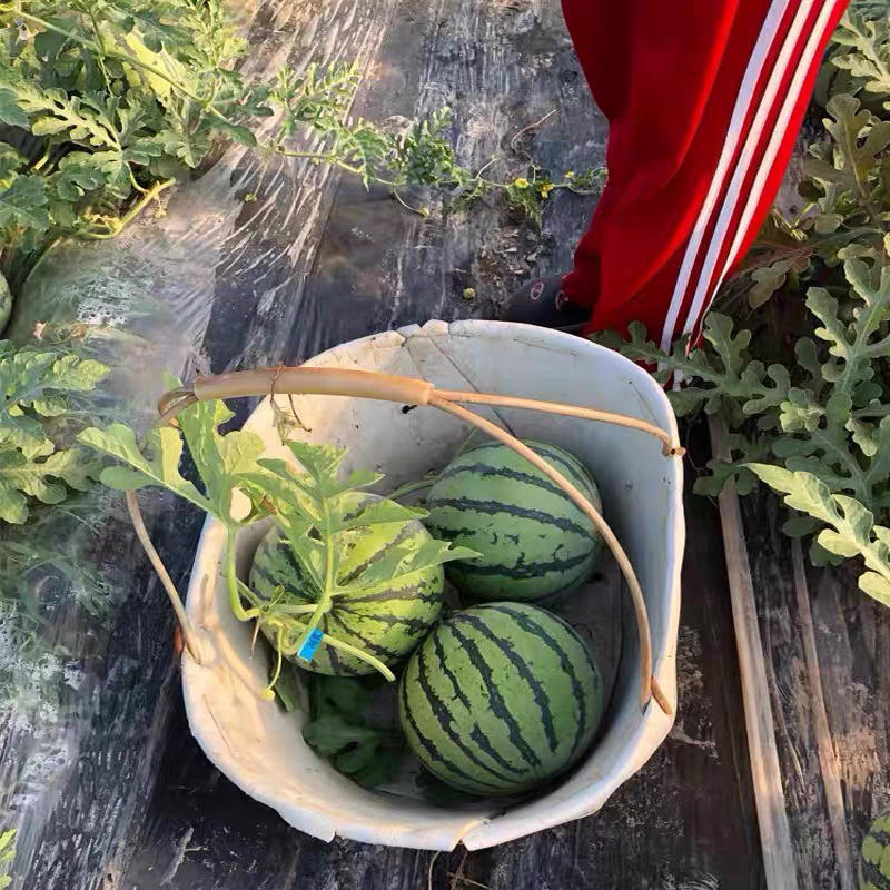【推荐】陕西938吊兰西瓜小糖丸基地直发品质保证