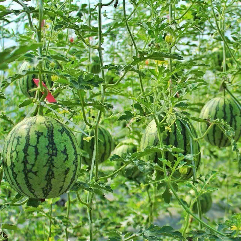 【推荐】陕西938吊兰西瓜小糖丸基地直发品质保证