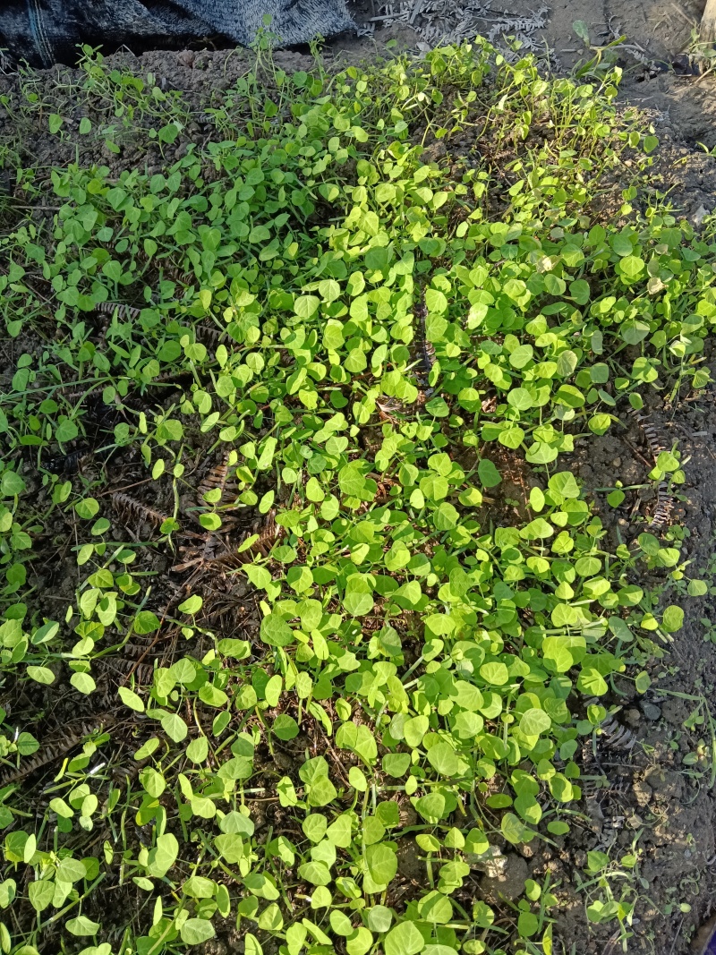 粉防己苗子多年从事中药材苗木育苗种植一条龙服务