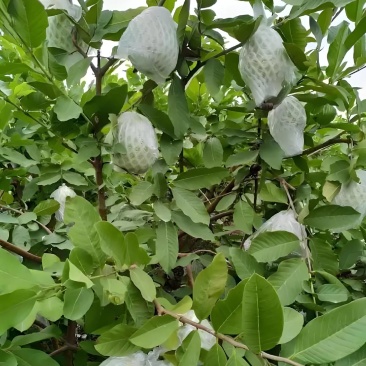 珍珠番石榴苗嫁接小袋苗西瓜红红宝石番石榴芭乐果苗
