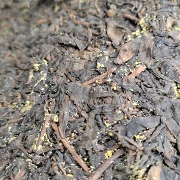 2021年紫娟熟茶