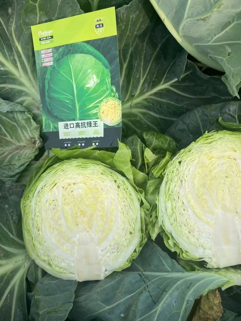夏绿50甘蓝种子夏播耐热早熟抗高温扁圆型绿球耐裂包菜种