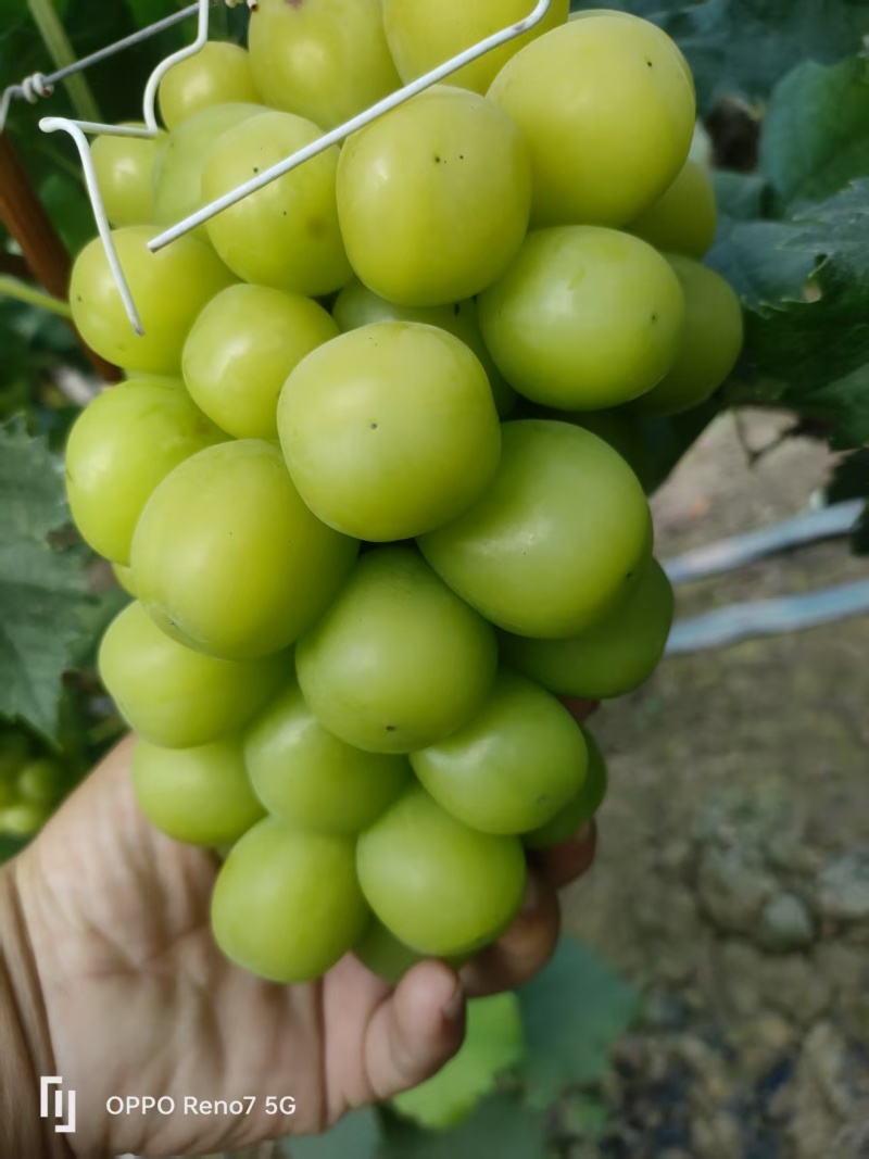 河北饶阳暖棚阳光玫瑰上市了