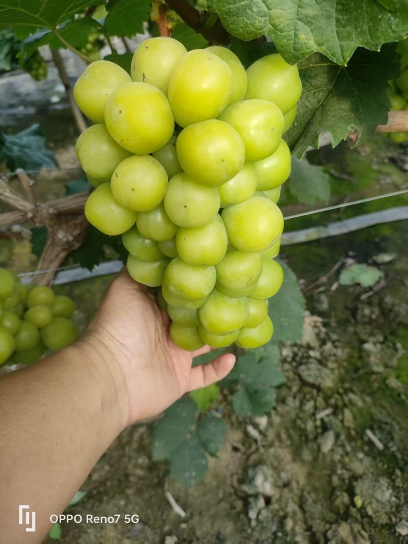 河北饶阳暖棚阳光玫瑰上市了
