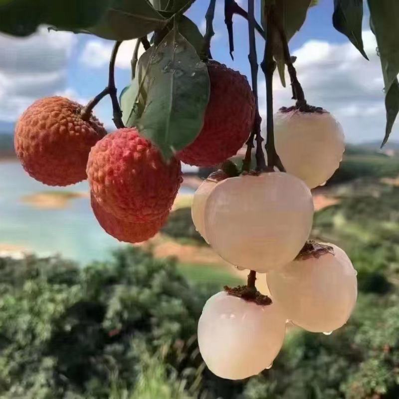荔枝白糖罂荔枝，产地直供，全国发货，一件代发支持视频看货