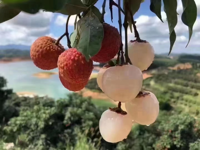 荔枝白糖罂荔枝，产地直供，全国发货，一件代发支持视频看货
