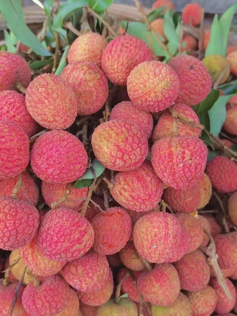 荔枝白糖罂荔枝，产地直供，全国发货，一件代发支持视频看货