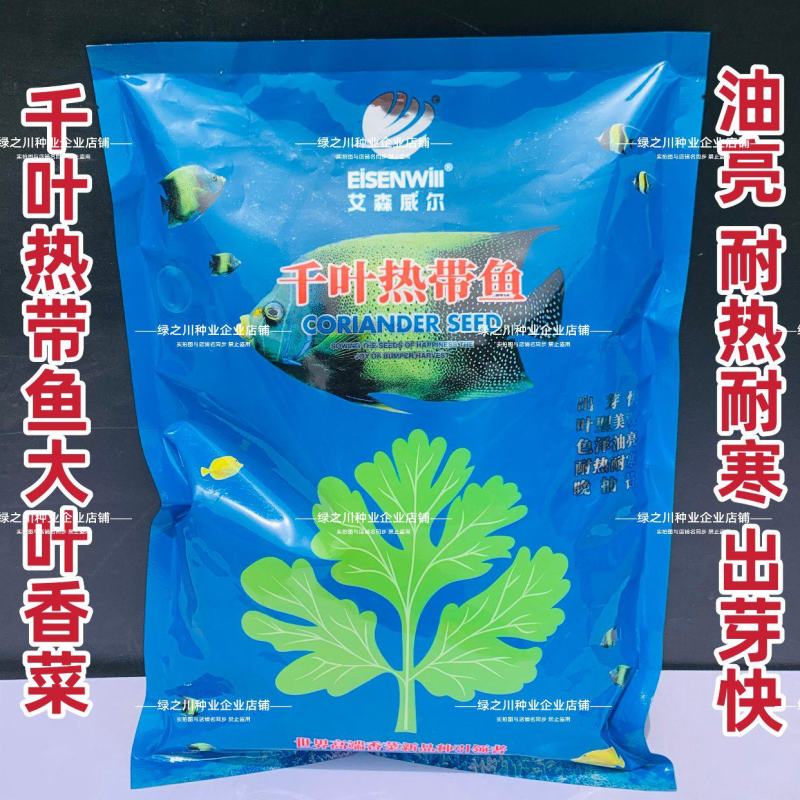 千叶热带鱼抗热香菜种子大叶油亮速生芫荽种籽耐热耐寒高产