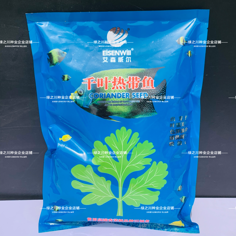 千叶热带鱼抗热香菜种子大叶油亮速生芫荽种籽耐热耐寒高产