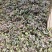 湖北利川高山生态黄莲黄莲花叶批发零售，价格优惠质量保证。
