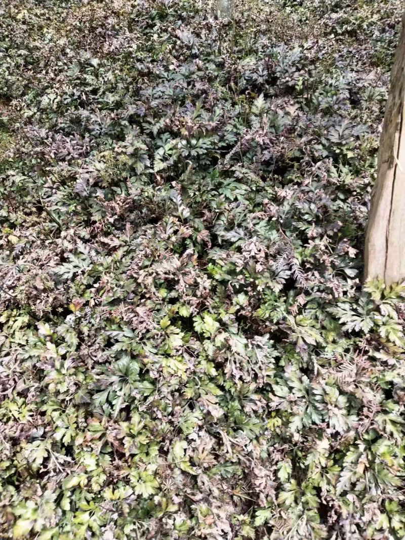 湖北利川高山生态黄莲黄莲花叶批发零售，价格优惠质量保证。