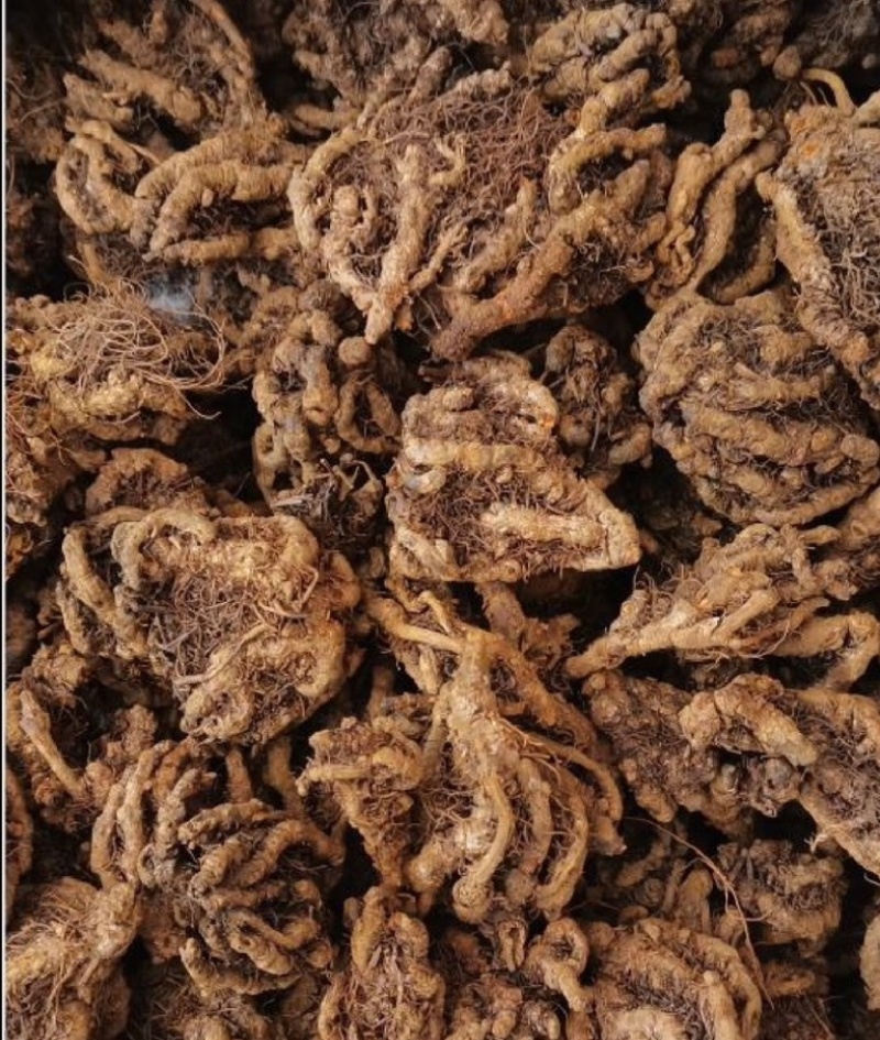 湖北利川高山生态黄莲黄莲花叶批发零售，价格优惠质量保证。
