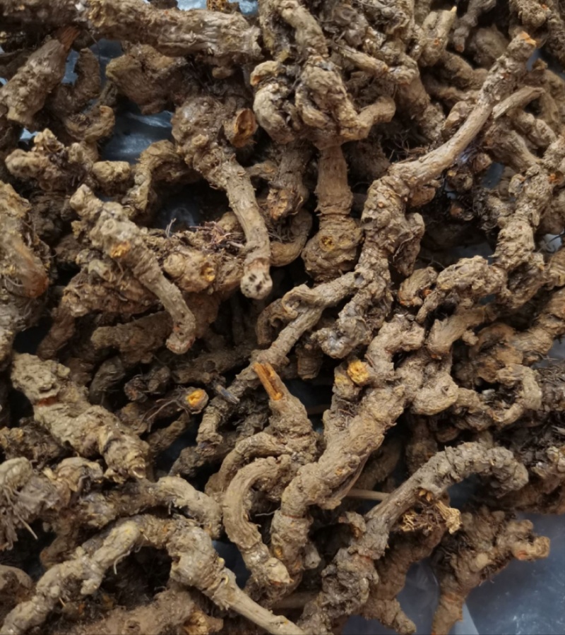 湖北利川高山生态黄莲黄莲花叶批发零售，价格优惠质量保证。