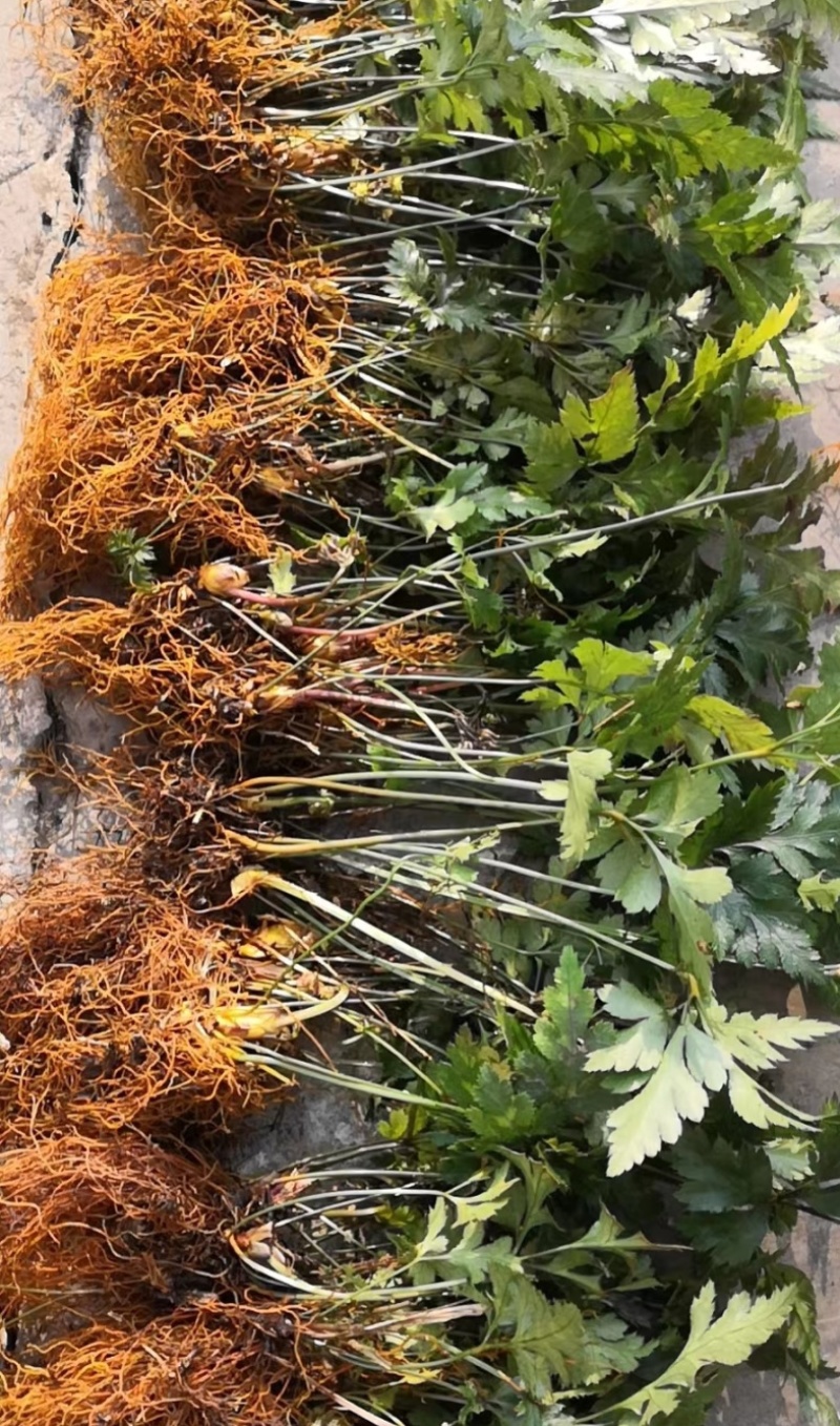 湖北利川高山生态黄莲黄莲花叶批发零售，价格优惠质量保证。