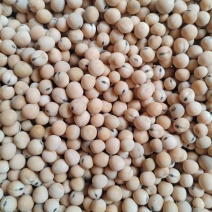 黑眉豌豆干豌豆黑芽豌豆大量供应