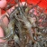 河虾，原生态虾，米虾（有大的，有小的）