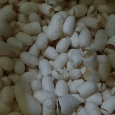 蚕茧500个